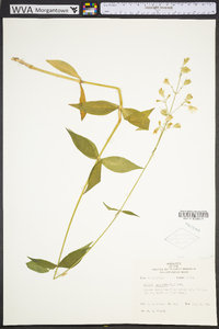 Silene stellata image