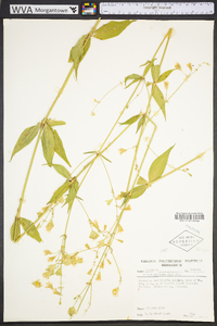 Silene stellata image