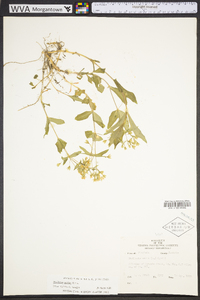 Stellaria pubera image