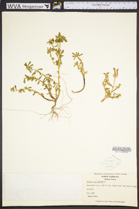 Portulaca pilosa image