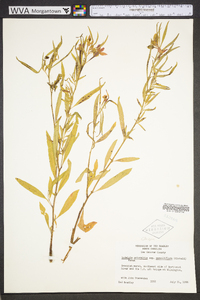 Ludwigia octovalvis image