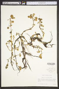 Ludwigia microcarpa image