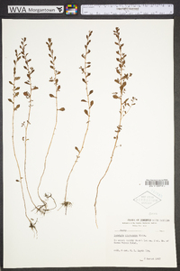 Ludwigia microcarpa image