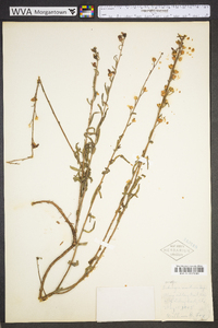 Ludwigia maritima image