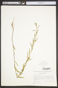 Ludwigia linearis image