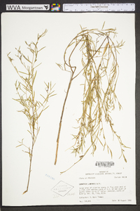 Ludwigia linearis image