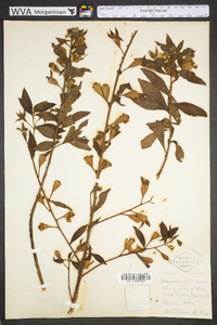 Ludwigia peruviana image