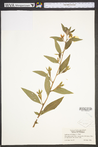 Ludwigia peruviana image