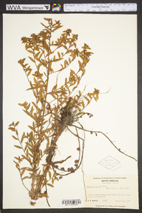 Ludwigia pilosa image