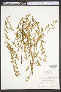 Ludwigia sphaerocarpa image