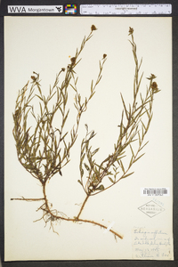 Ludwigia suffruticosa image