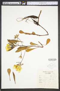 Ludwigia grandiflora image