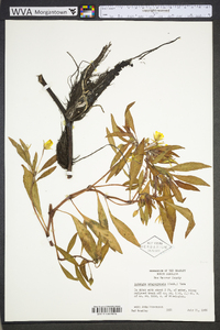 Ludwigia grandiflora image