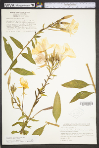 Oenothera grandiflora image