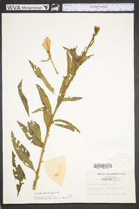 Oenothera grandiflora image