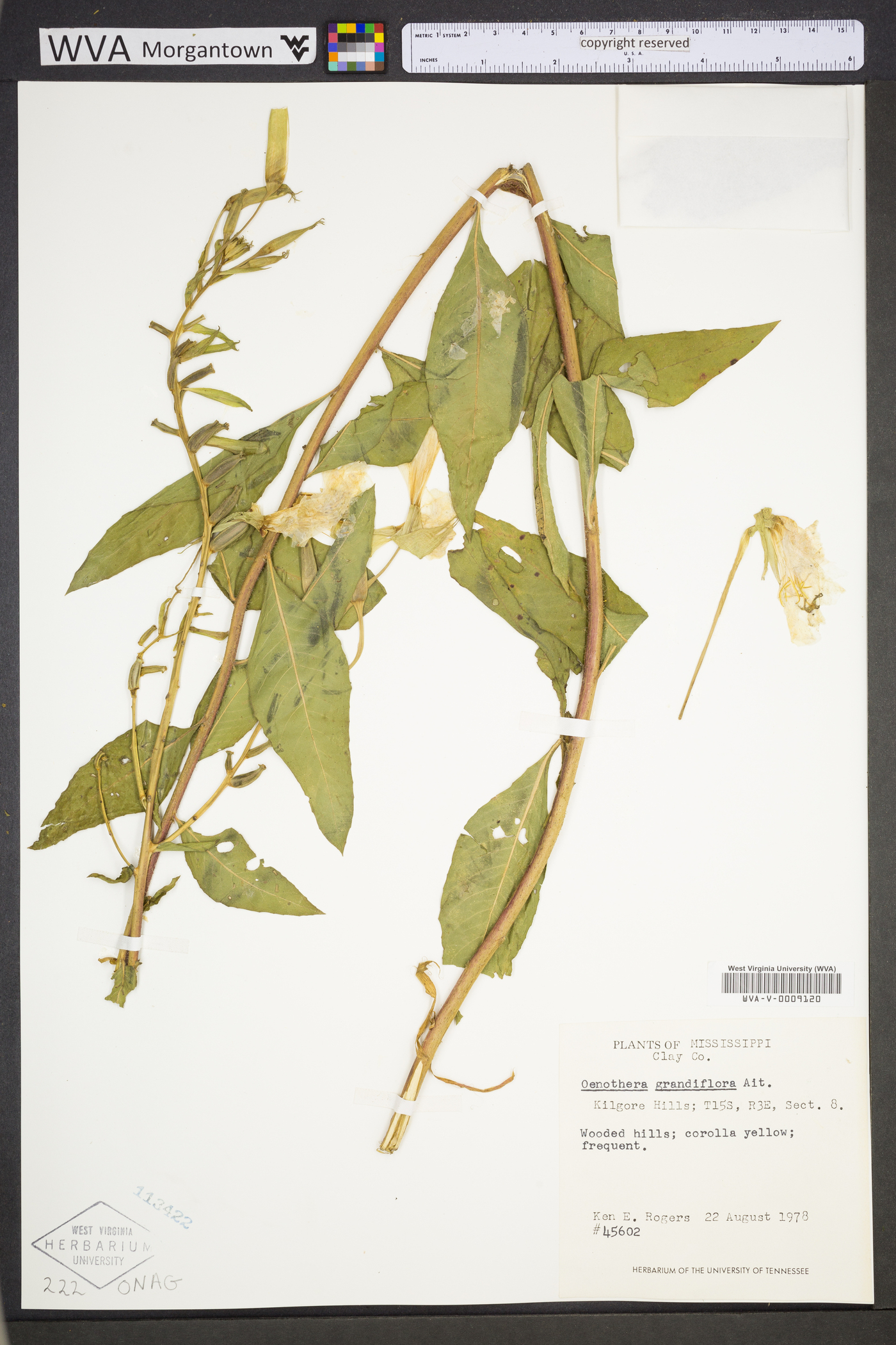 Oenothera grandiflora image