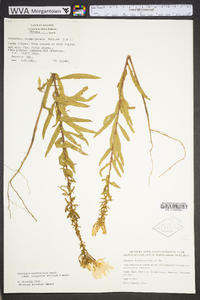 Oenothera heterophylla image