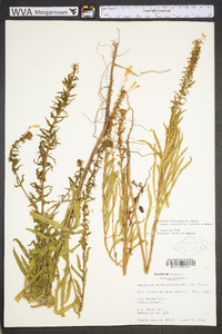 Oenothera heterophylla image