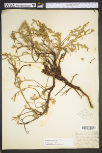 Oenothera humifusa image