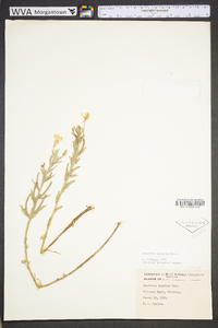 Oenothera humifusa image