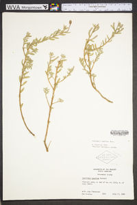 Oenothera humifusa image