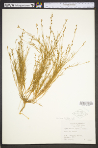 Oenothera linifolia image