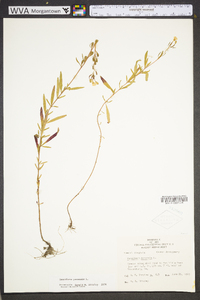 Oenothera perennis image