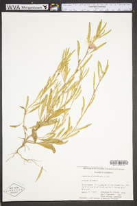 Oenothera spachiana image