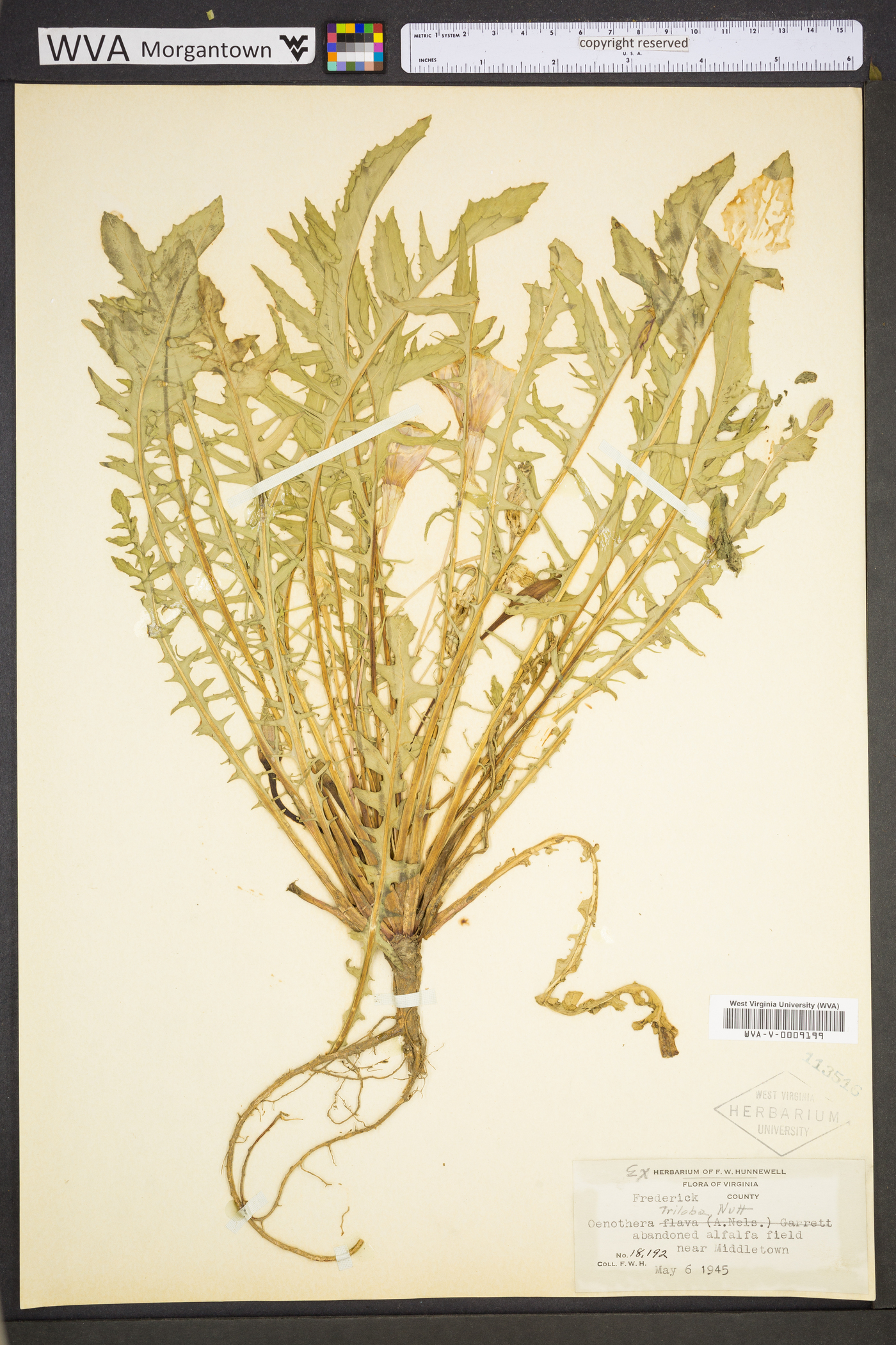 Oenothera triloba image