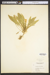 Oenothera triloba image