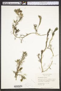 Myriophyllum spicatum image