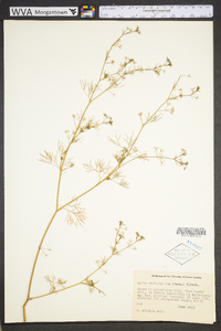 Cyclospermum leptophyllum image