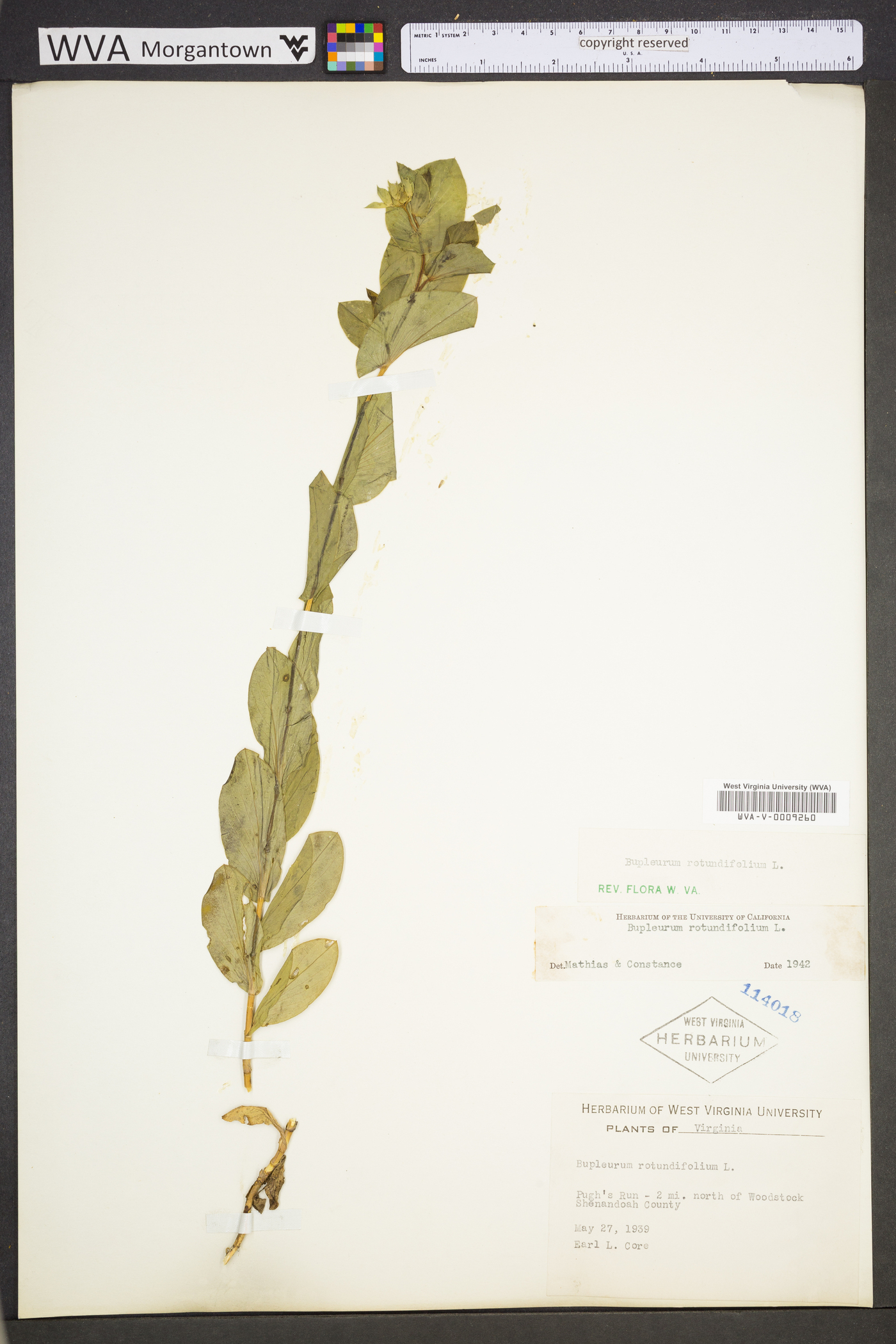 Bupleurum rotundifolium image