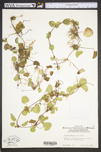 Centella asiatica image