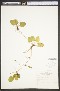 Centella erecta image