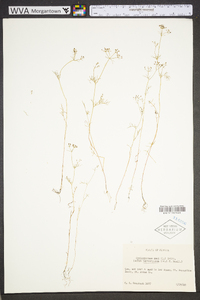 Cyclospermum leptophyllum image