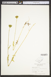 Daucus pusillus image