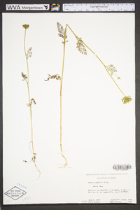 Daucus pusillus image