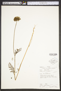 Daucus pusillus image