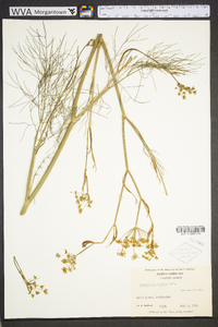 Foeniculum vulgare image