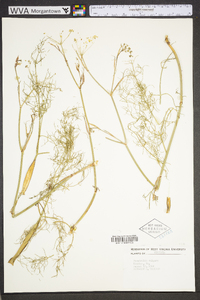 Foeniculum vulgare image