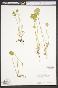 Hydrocotyle ranunculoides image