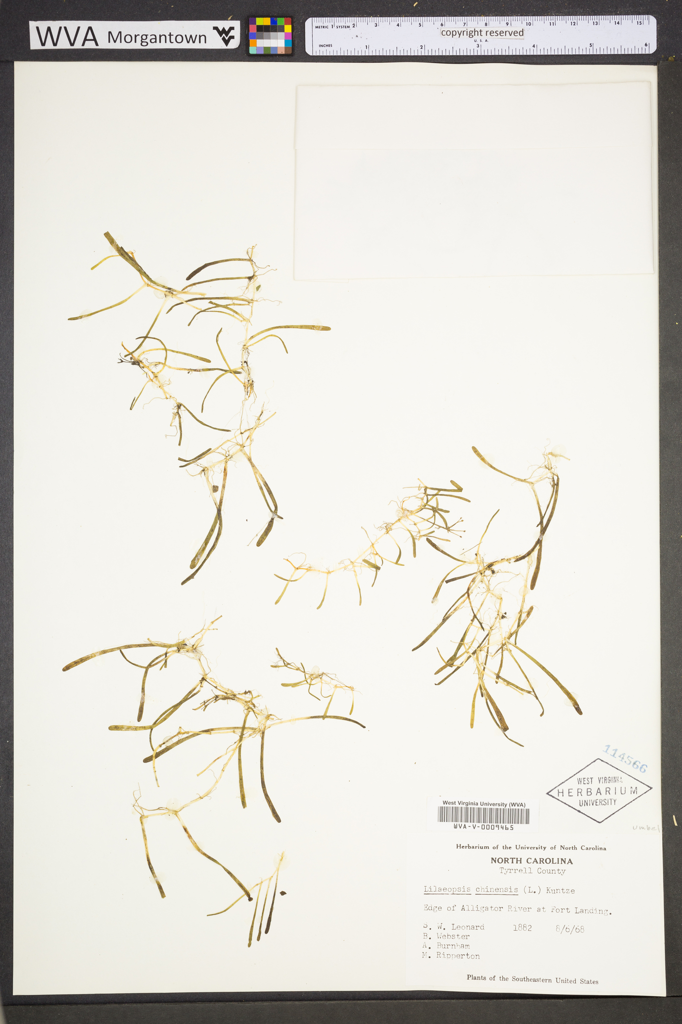 Lilaeopsis chinensis image