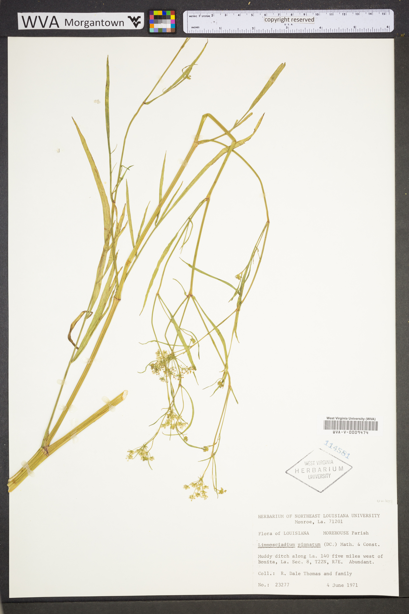 Limnosciadium pinnatum image