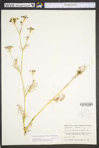 Ptilimnium capillaceum image
