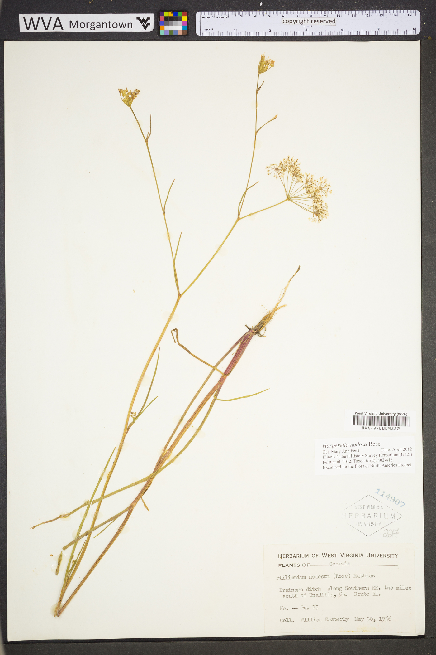 Harperella nodosa image