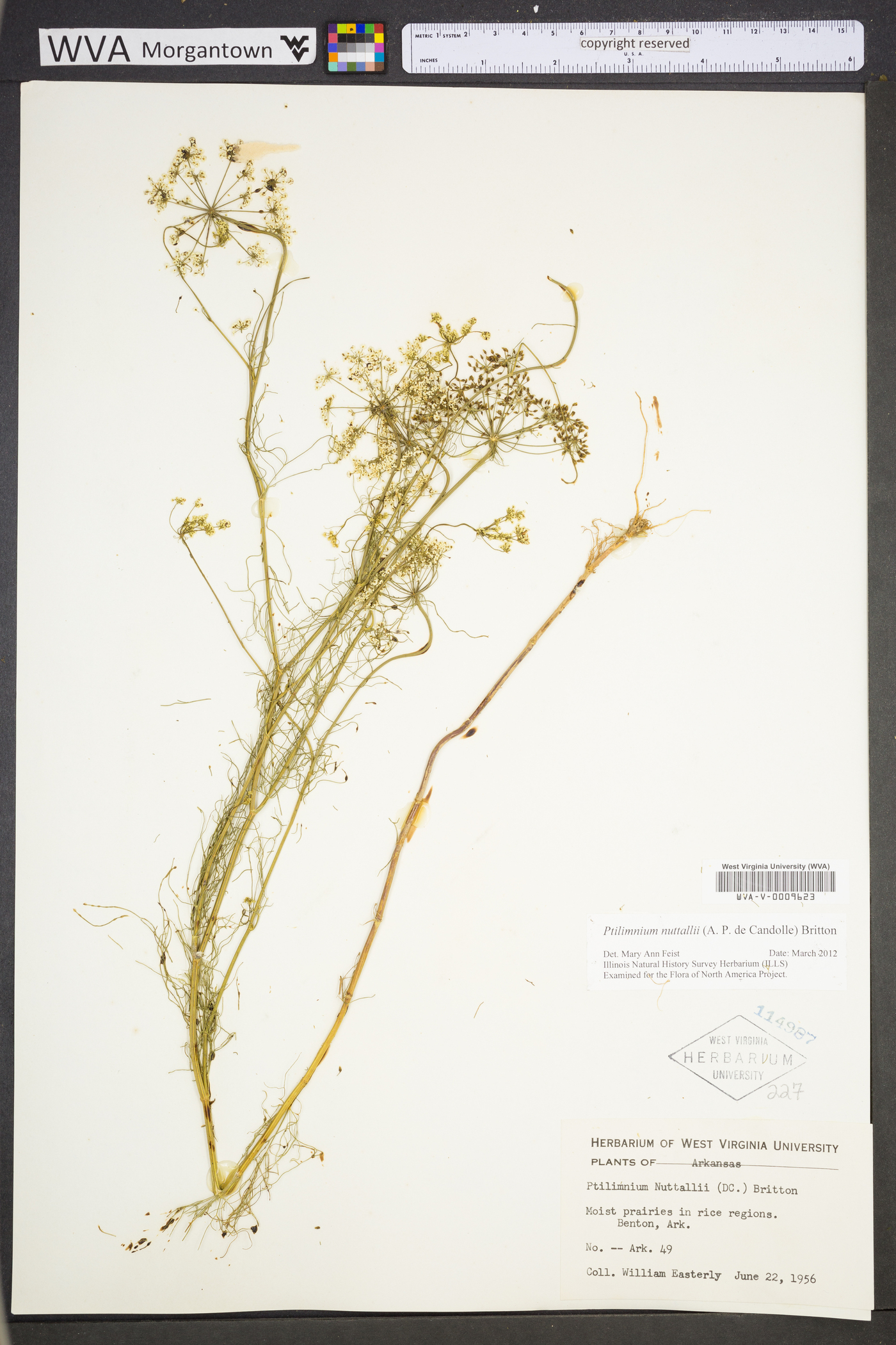 Ptilimnium nuttallii image