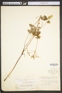 Taenidia montana image