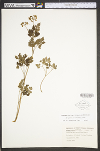 Thaspium barbinode image