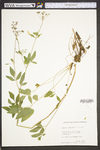 Thaspium trifoliatum image